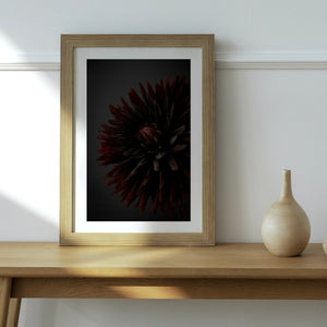 "Dahlia noir" photographie fine art