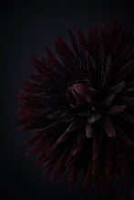 Charger l&#39;image dans la galerie, &quot;Dahlia noir&quot; photographie fine art