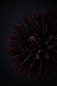 "Dahlia noir" photographie fine art