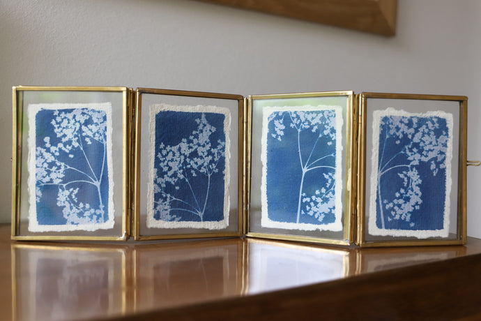 Cyanotypes fleurs de sureau avec cadre accordéon.