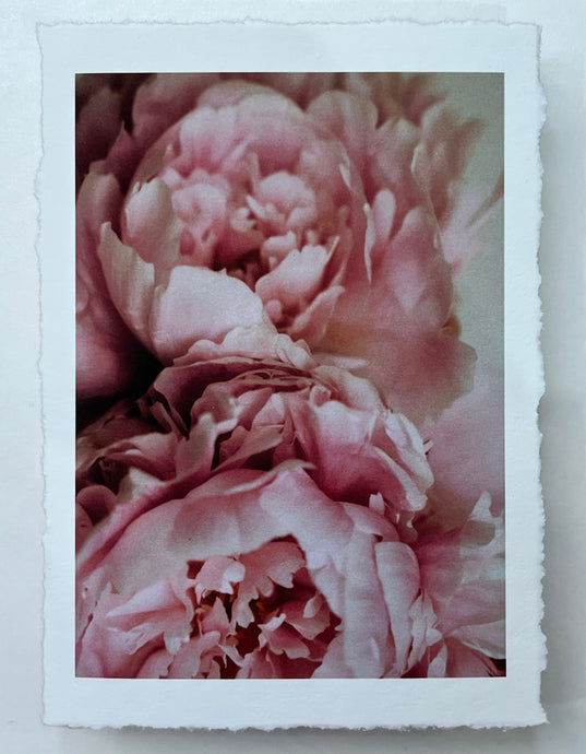 Pivoines rose 2