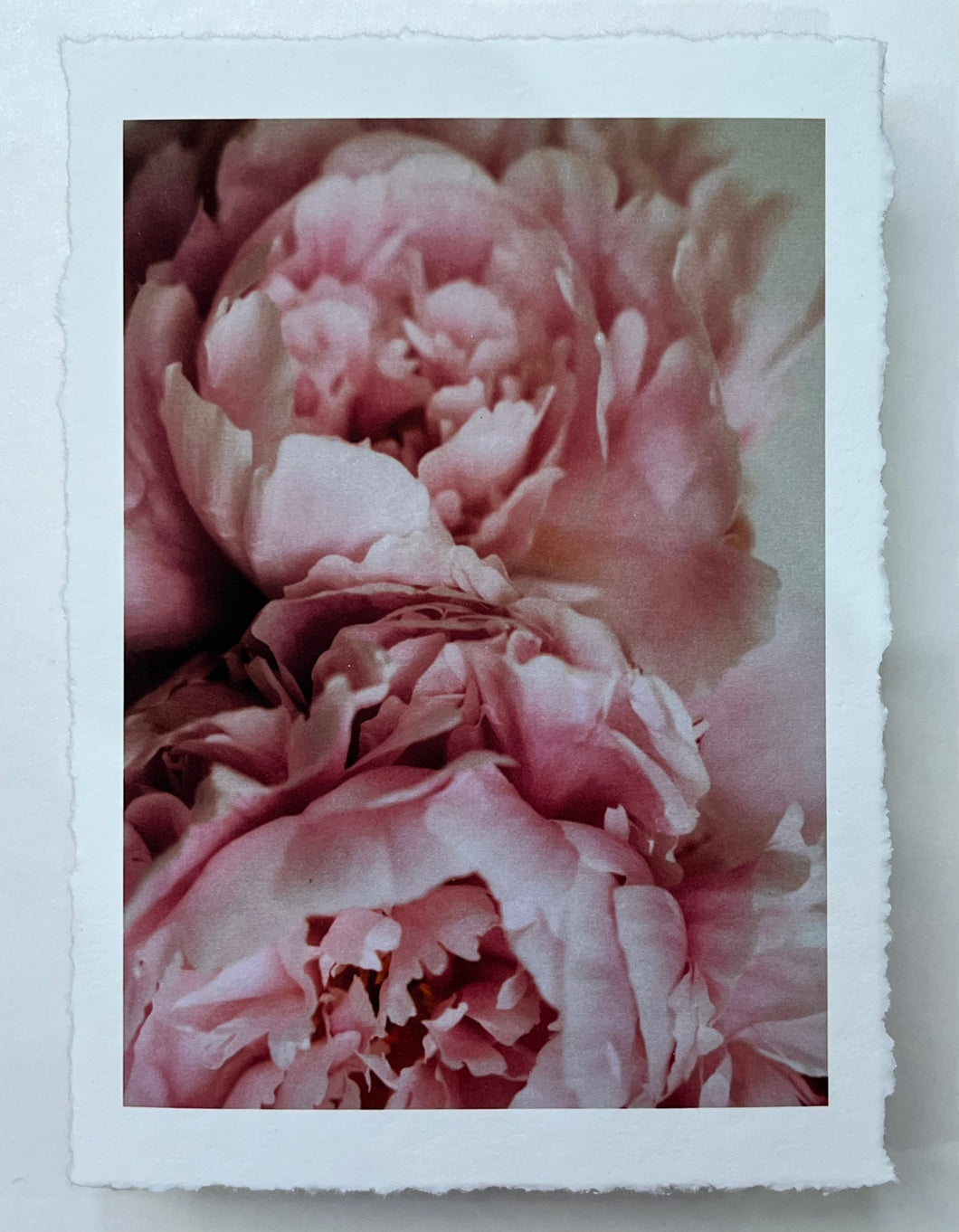 Pivoines rose 2