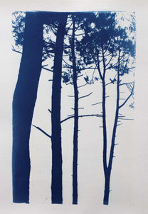 Photographie originale "Carcans-Les pins"