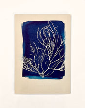 Charger l'image dans la galerie, "Cyanotype bleu de l'algue Gracilaria, série Seaweed Collection, format A5 avec gaufrage."