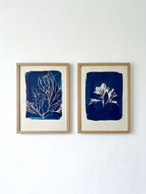 Charger l'image dans la galerie, Cyanotype encadrés de l'algue Plocamium coccineum et de Gracilaria série Seaweed Collection. Signature gaufrage