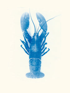 "Homard II" collection Salam Editions X Les Papiers Bleus