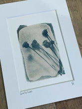 Charger l&#39;image dans la galerie, &quot;Santolines argentées&quot; tirage photo au cyanotype