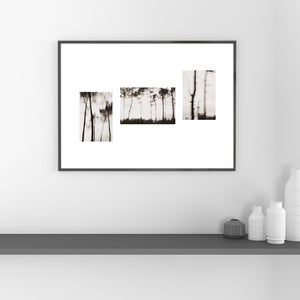 "Les pins du Ferret triptyque" photographie fine art 40X50cm
