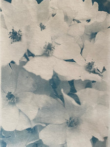 "Rosier Sauvage" tirage original au cyanotype sur papier beige.