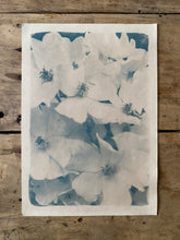 Charger l&#39;image dans la galerie, &quot;Rosier Sauvage&quot; tirage original au cyanotype sur papier beige.