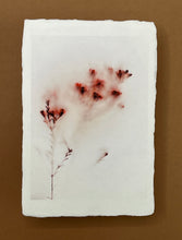 Charger l'image dans la galerie, Photographie d'art de fleurs rouges fine art sur un papier artisanal