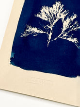 Charger l'image dans la galerie, Gaufrage sur papier d’art. Cyanotype botanique algue.
