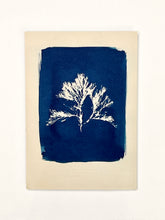 Charger l'image dans la galerie, Cyanotype bleu de l'algue Plocamium Coccineum, série Seaweed Collection, format A5 ."