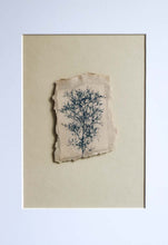 Charger l'image dans la galerie, photographie végétale au cyanotype