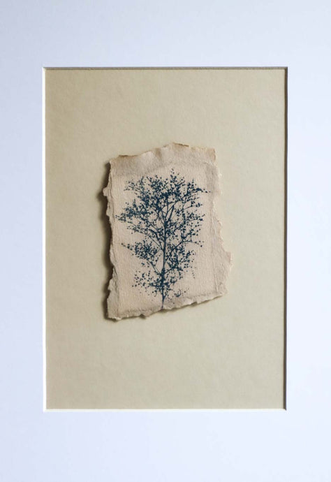 photographie végétale au cyanotype