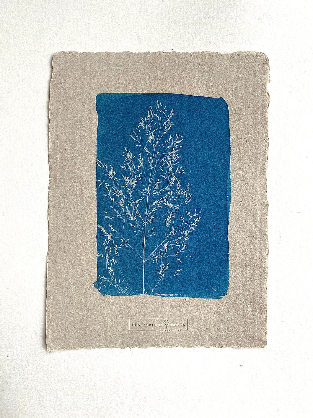 Cyanotype graminé sur papier gris artisanal