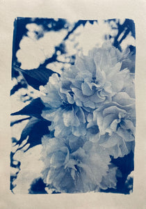 Photographie "Cerisier du Japon" original format A4