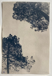 "Pin des Landes 1" photographie originale tirage au cyanotype
