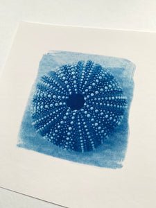 "L’oursin bleu" tirage limité fine art sur papier