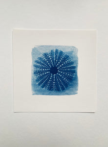 "L’oursin bleu" tirage limité fine art sur papier