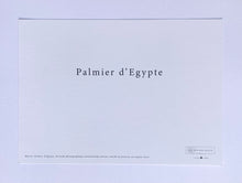 Charger l&#39;image dans la galerie, Carte &quot;Palmier d’Egypte&quot; A4