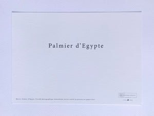 Carte "Palmier d’Egypte" A4