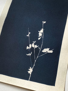 Cyanotype "Fleurs de genêt rose" original
