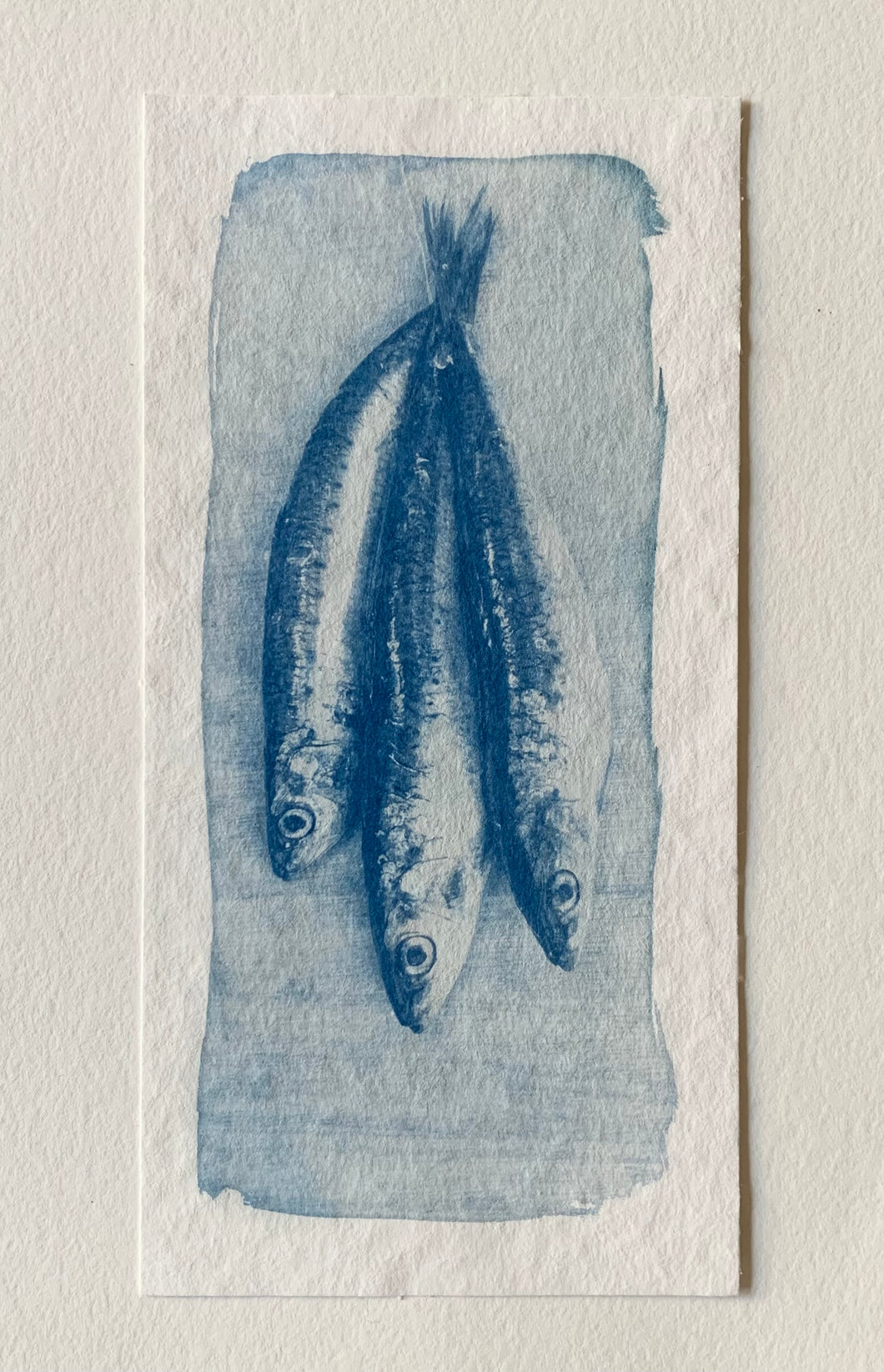 Trio de sardines, photographie cyanotype