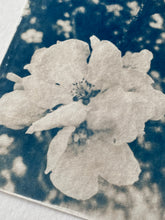 Charger l&#39;image dans la galerie, &quot;Fleur de pommier&quot; photographie cyanotype originale