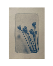 Charger l&#39;image dans la galerie, &quot;Santoline argenté&quot; photographie tirage cyanotype