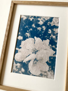 "Fleur de pommier" photographie cyanotype originale